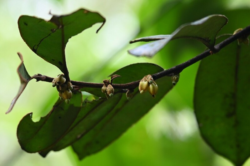 Diospyros guianensis photo 4