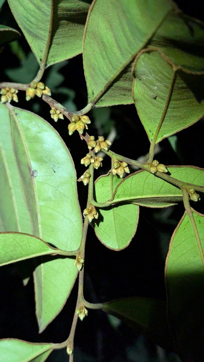 Diospyros guianensis photo 5