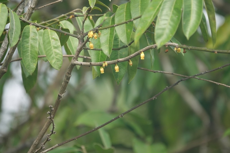 Diospyros guianensis photo 6