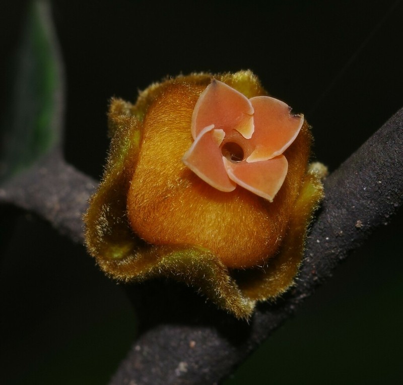 Diospyros guianensis photo 7