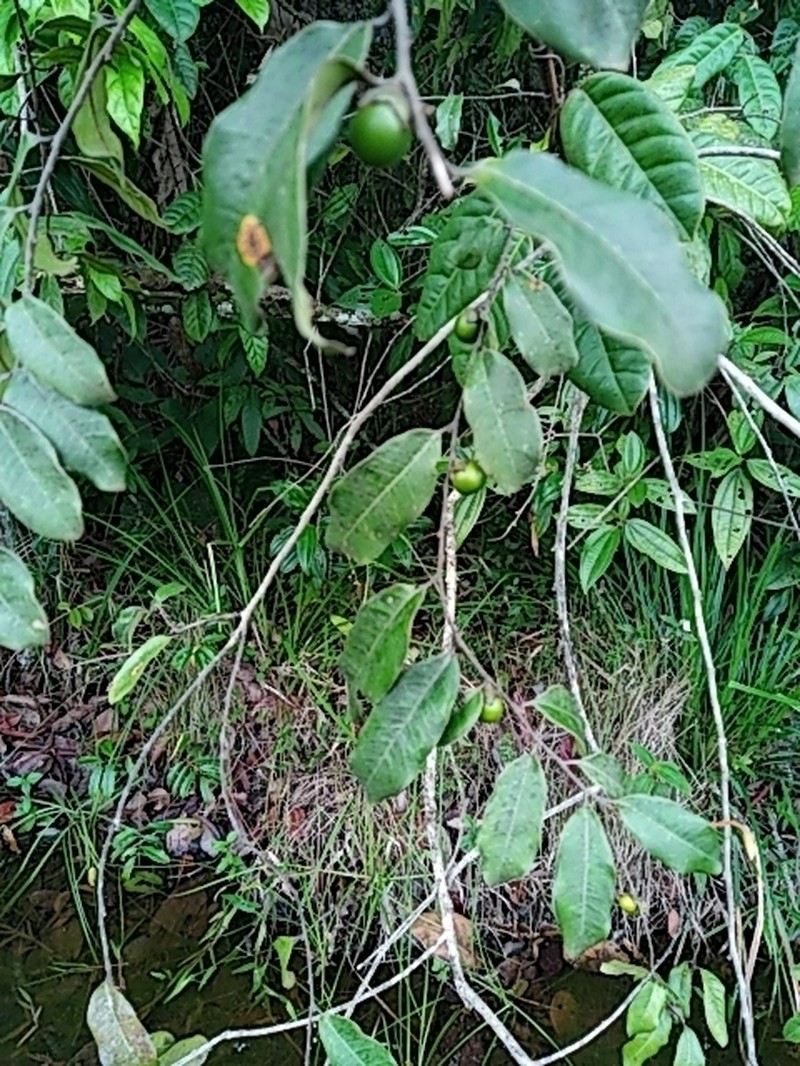 Diospyros guianensis photo 8