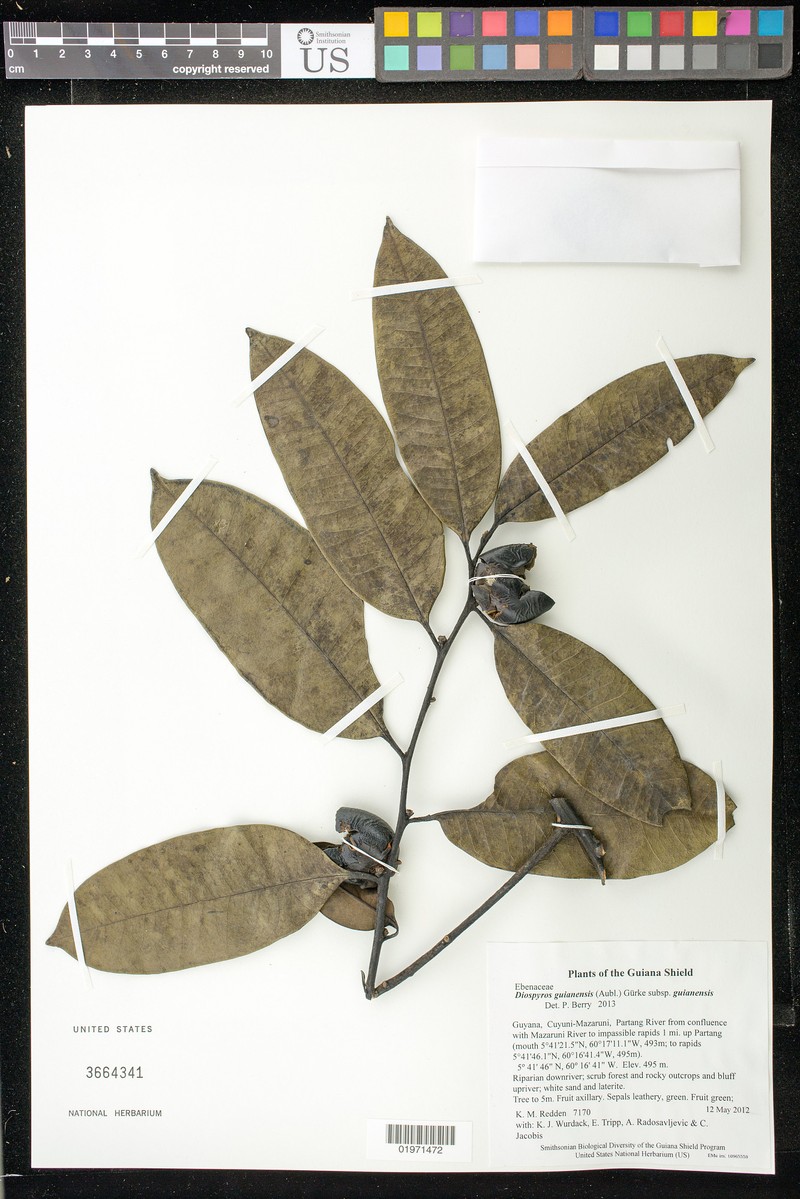 Diospyros guianensis subsp. guianensis