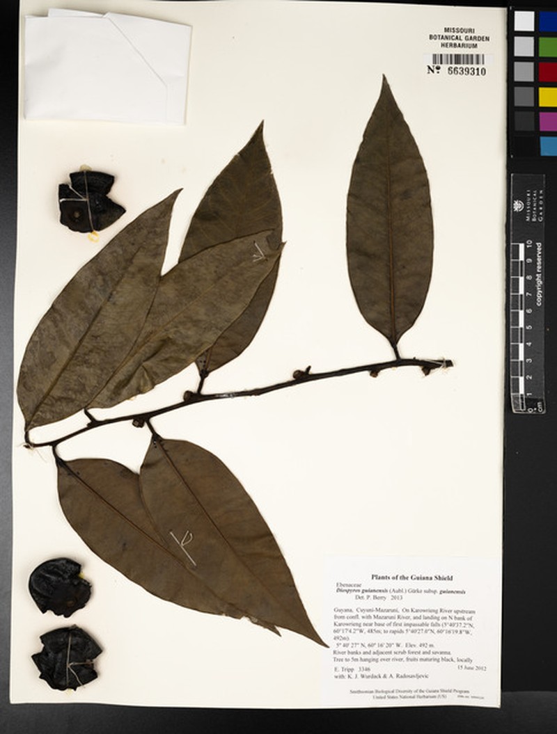 Diospyros guianensis subsp. guianensis photo 2