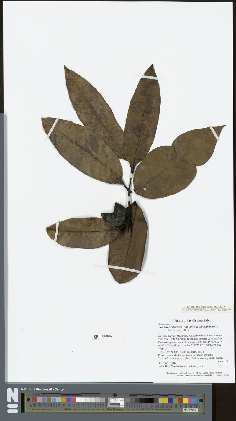 Diospyros guianensis subsp. guianensis photo 3