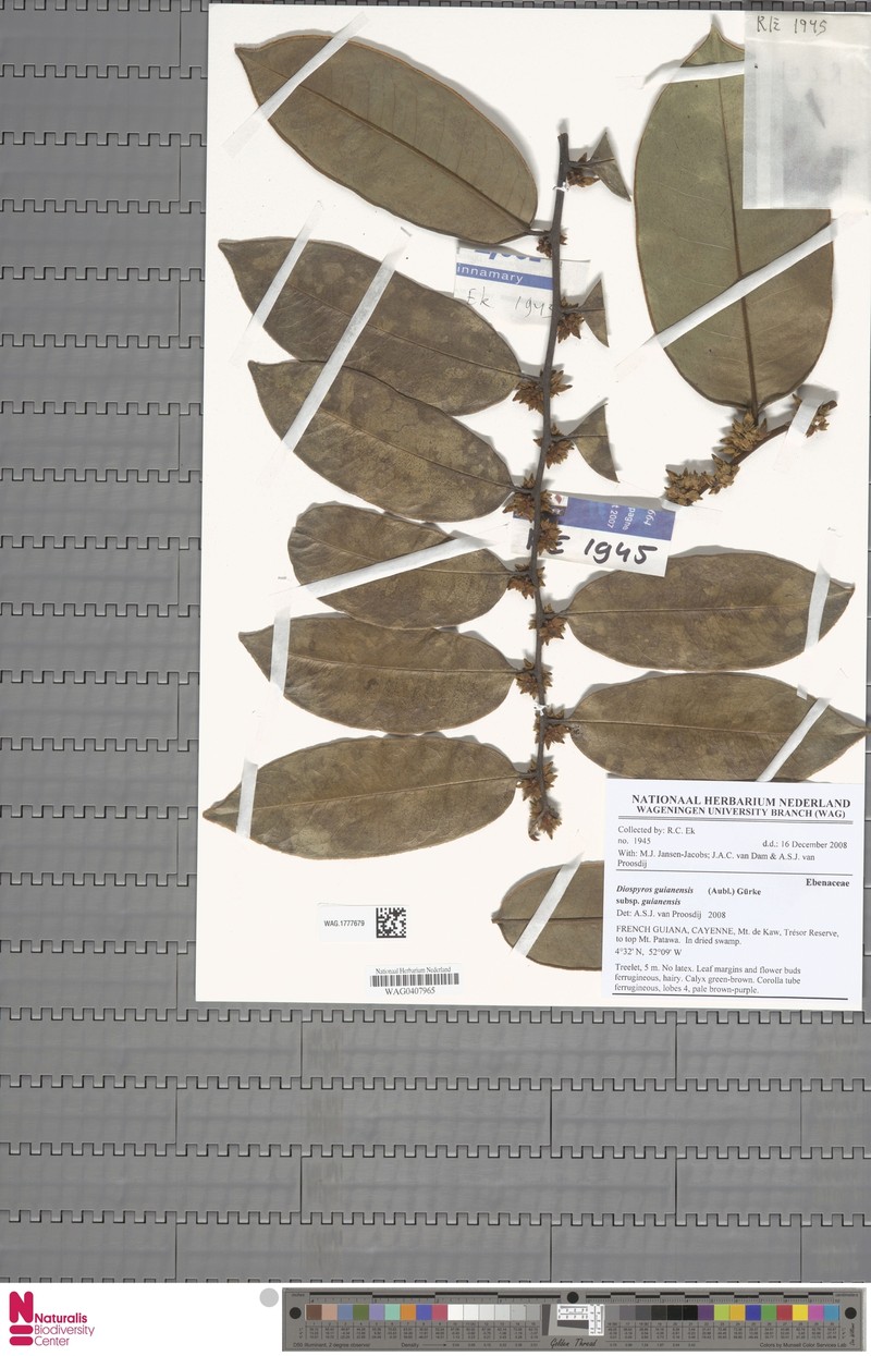 Diospyros guianensis subsp. guianensis photo 4