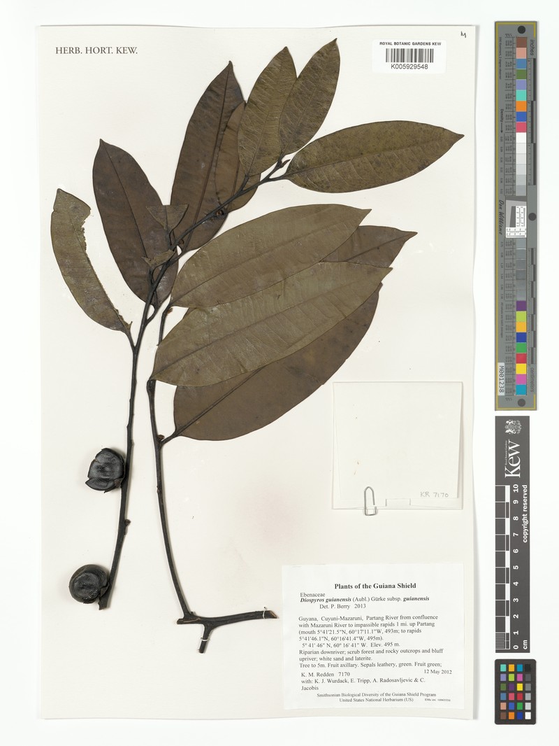 Diospyros guianensis subsp. guianensis photo 5