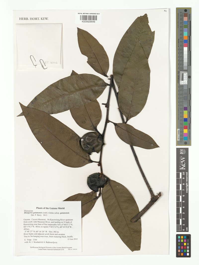 Diospyros guianensis subsp. guianensis photo 6