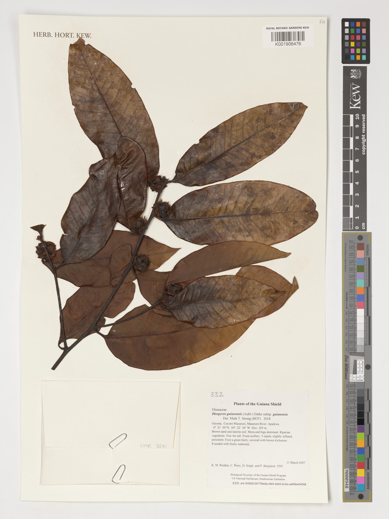 Diospyros guianensis subsp. guianensis photo 7