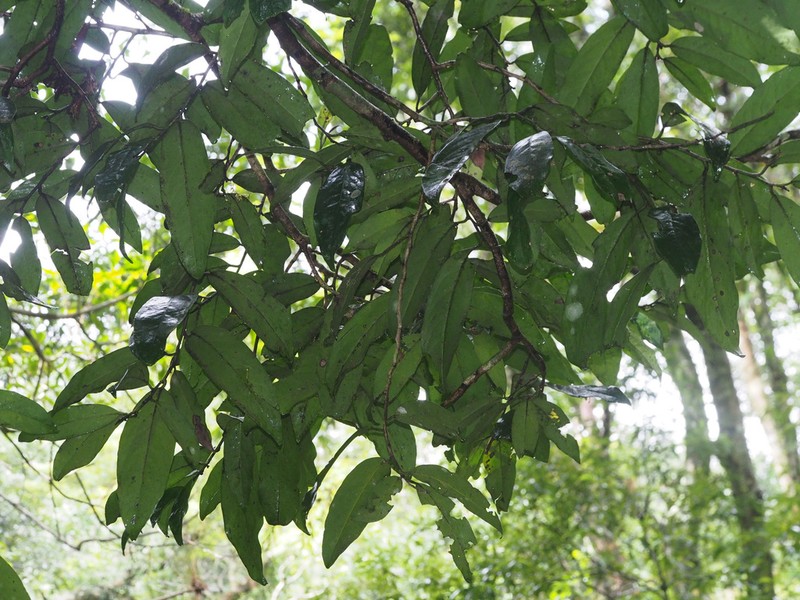 Diospyros hainanensis
