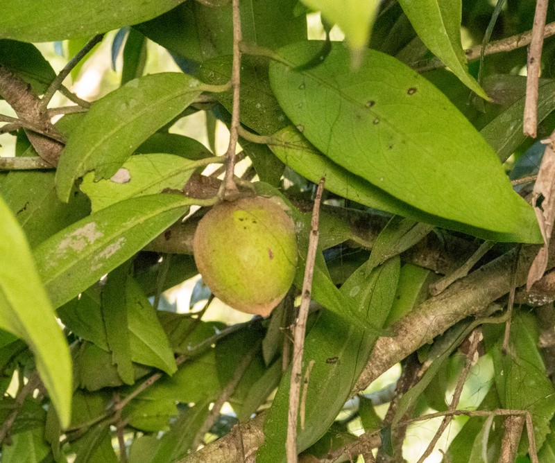 Diospyros hainanensis photo 2