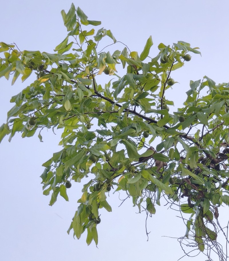 Diospyros hainanensis photo 3