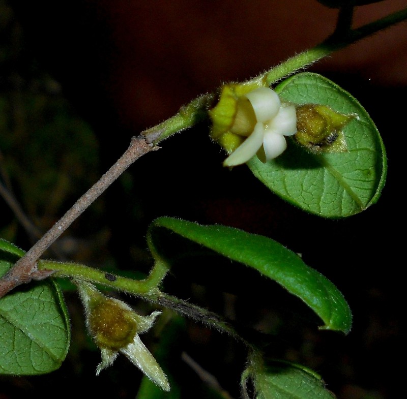 Diospyros halesioides