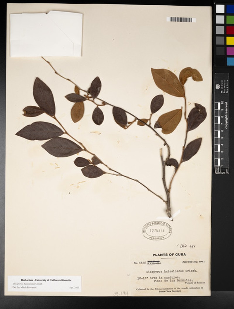 Diospyros halesioides photo 2