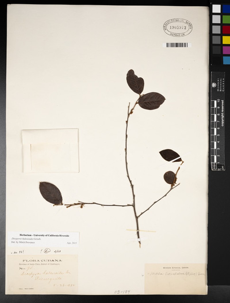 Diospyros halesioides photo 3