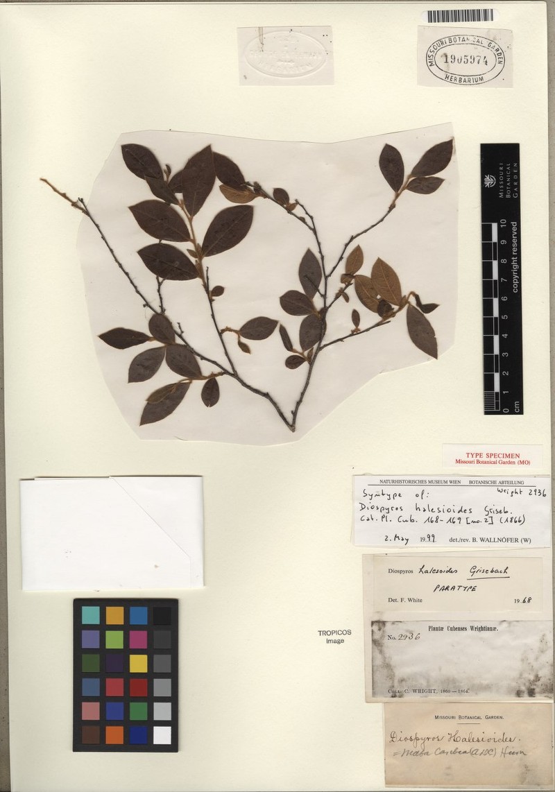 Diospyros halesioides photo 4