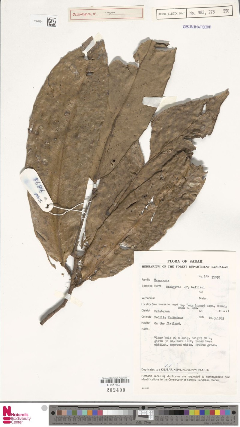 Diospyros hallieri photo 3