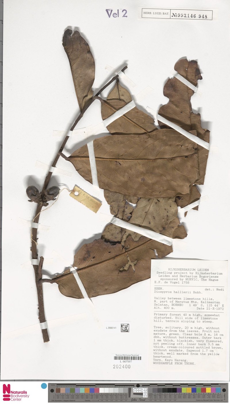Diospyros hallieri photo 4
