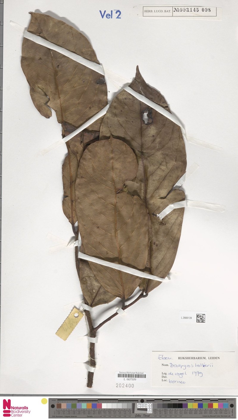 Diospyros hallieri photo 6
