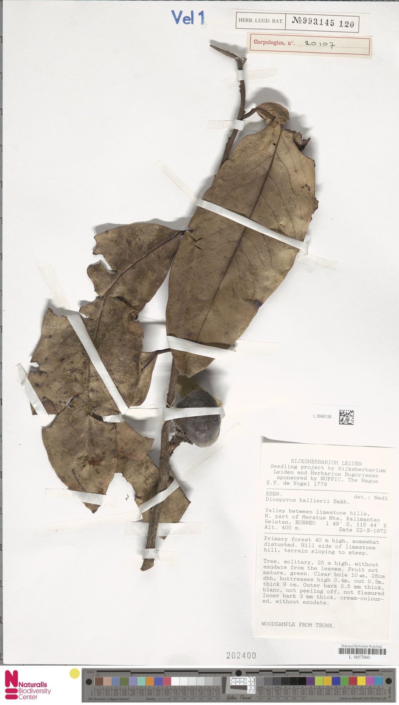 Diospyros hallieri photo 7