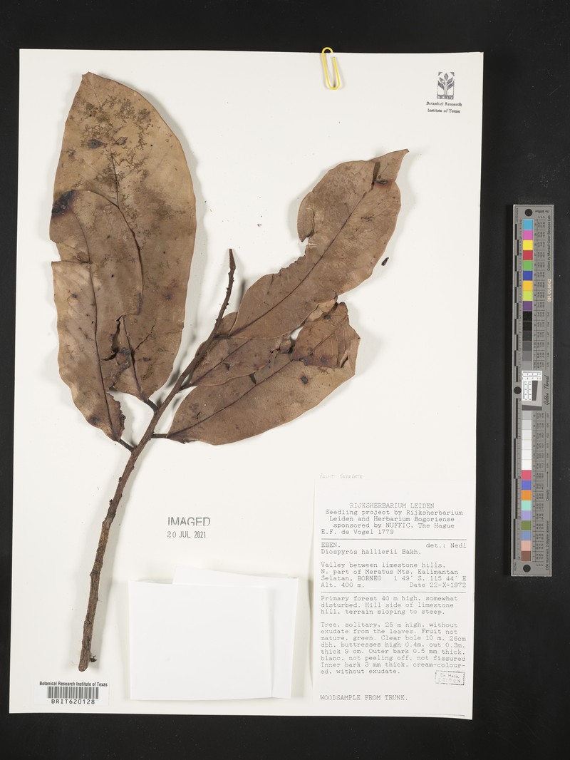 Diospyros hallieri photo 8