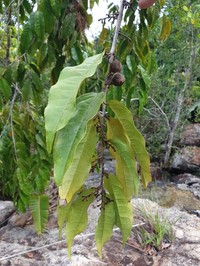 Diospyros haplostylis