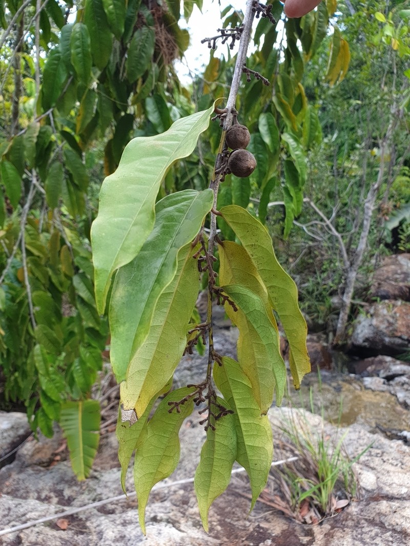 Diospyros haplostylis
