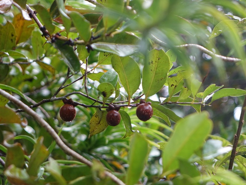 Diospyros haplostylis photo 2