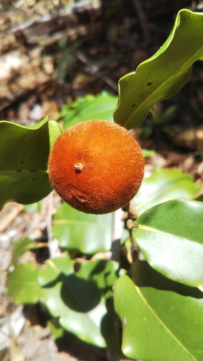 Diospyros haplostylis photo 3