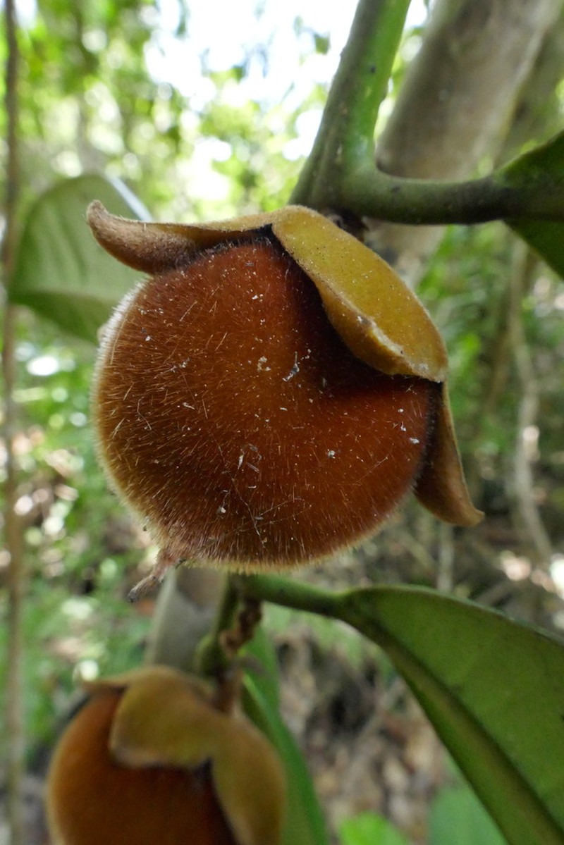 Diospyros haplostylis photo 4