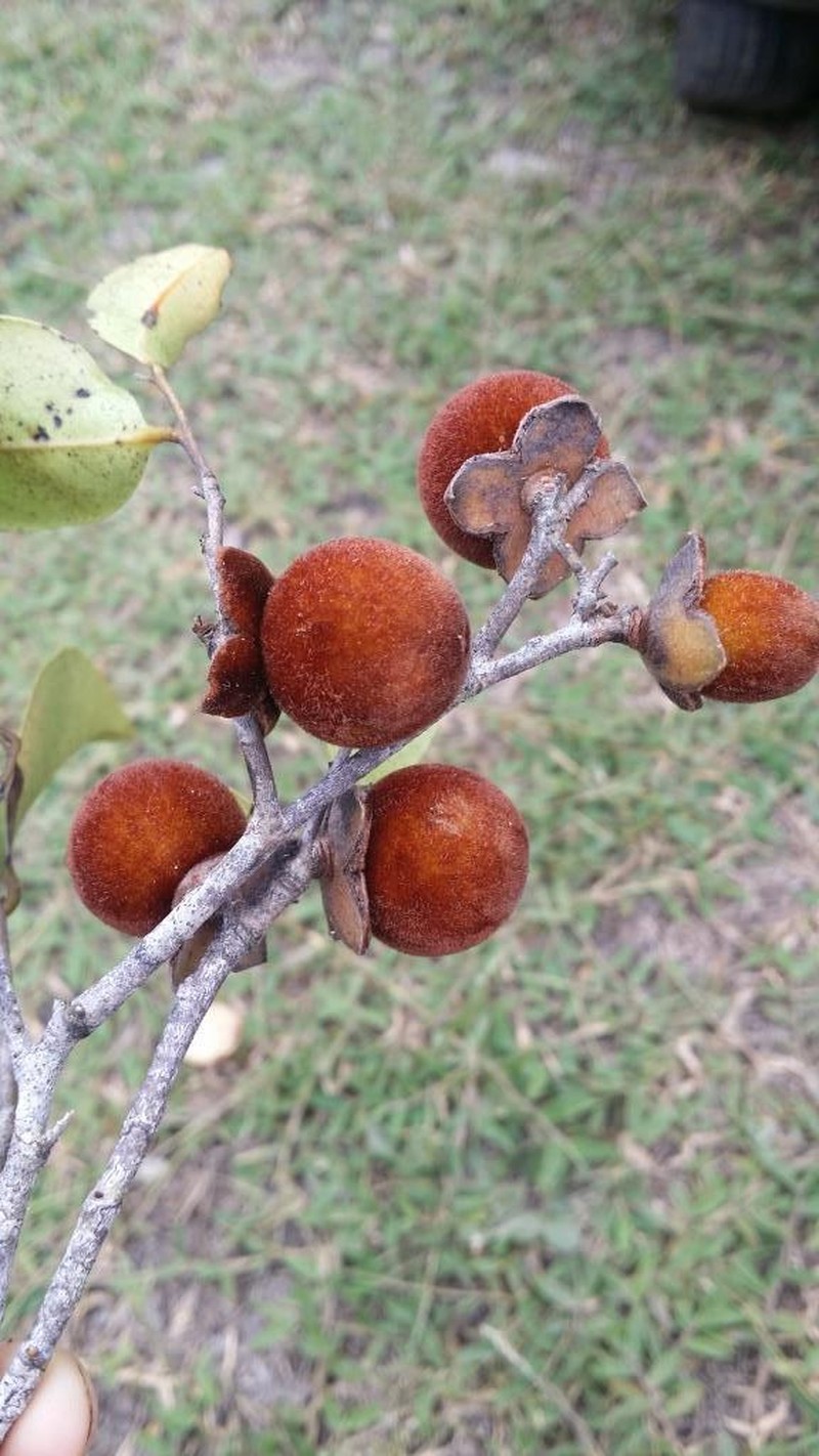 Diospyros haplostylis photo 5