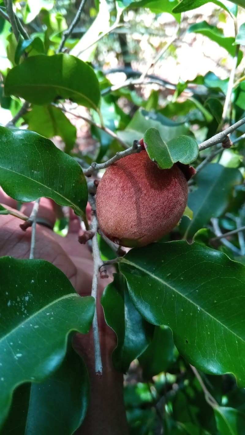 Diospyros haplostylis photo 6