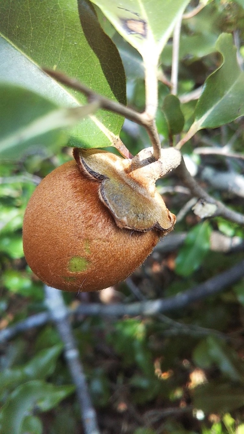 Diospyros haplostylis photo 7