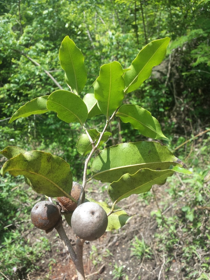 Diospyros haplostylis photo 8