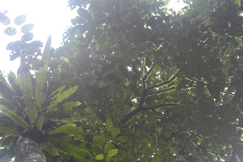 Diospyros hasseltii