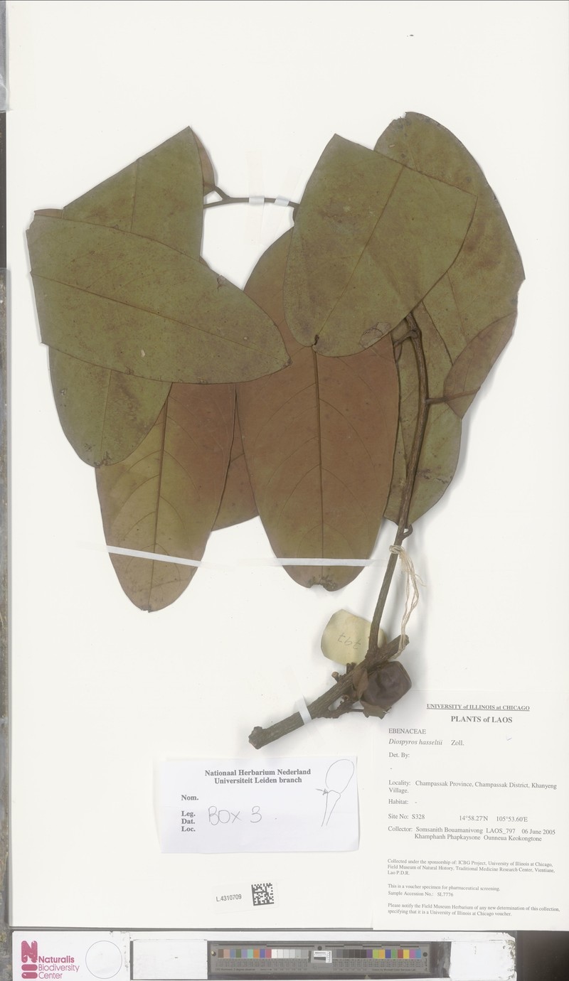 Diospyros hasseltii photo 2