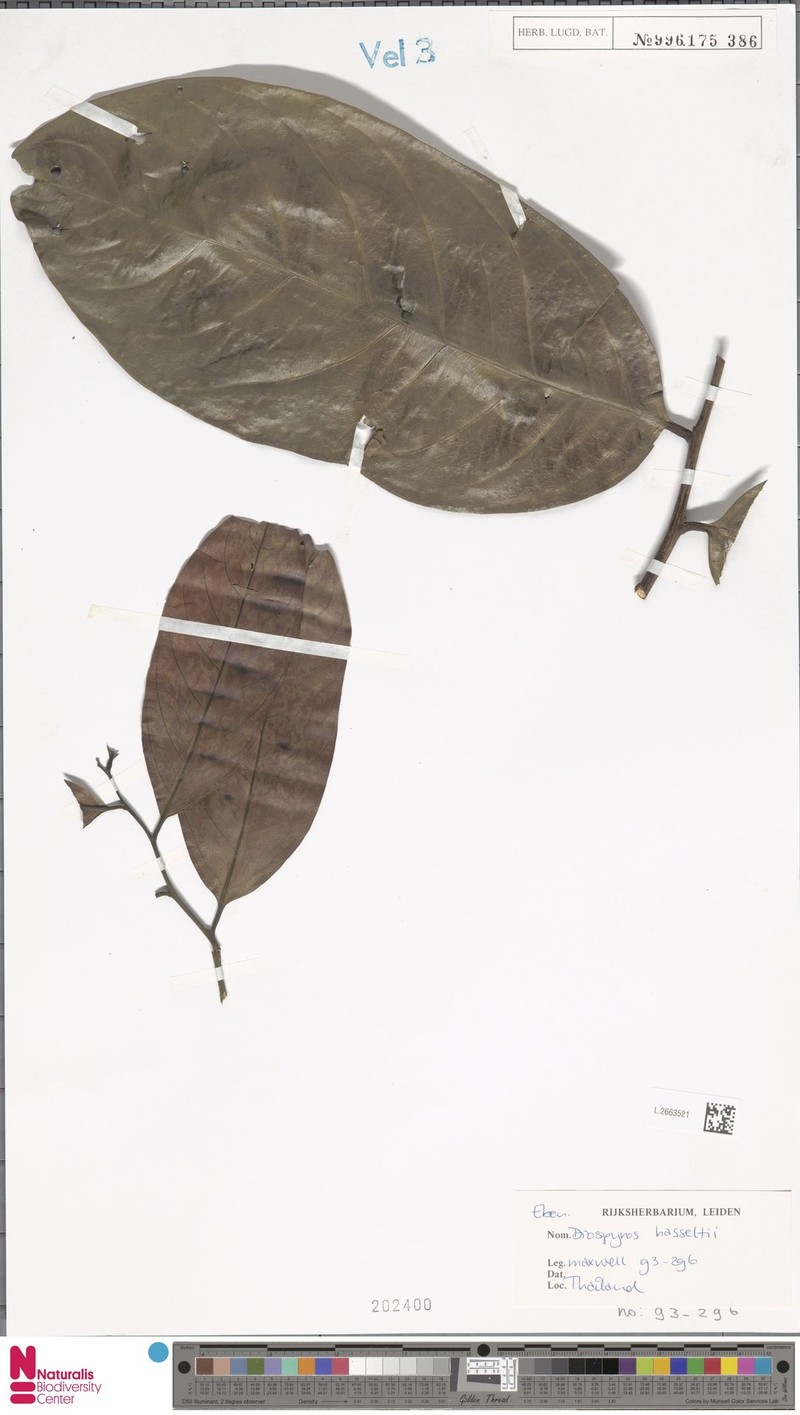 Diospyros hasseltii photo 3