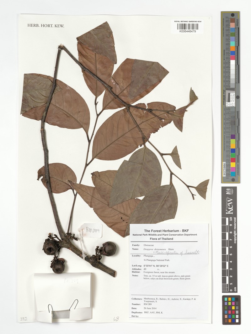 Diospyros hasseltii photo 4