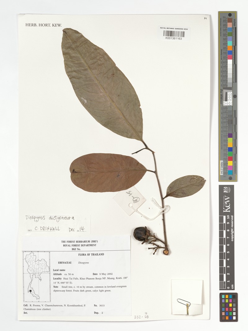 Diospyros hasseltii photo 5