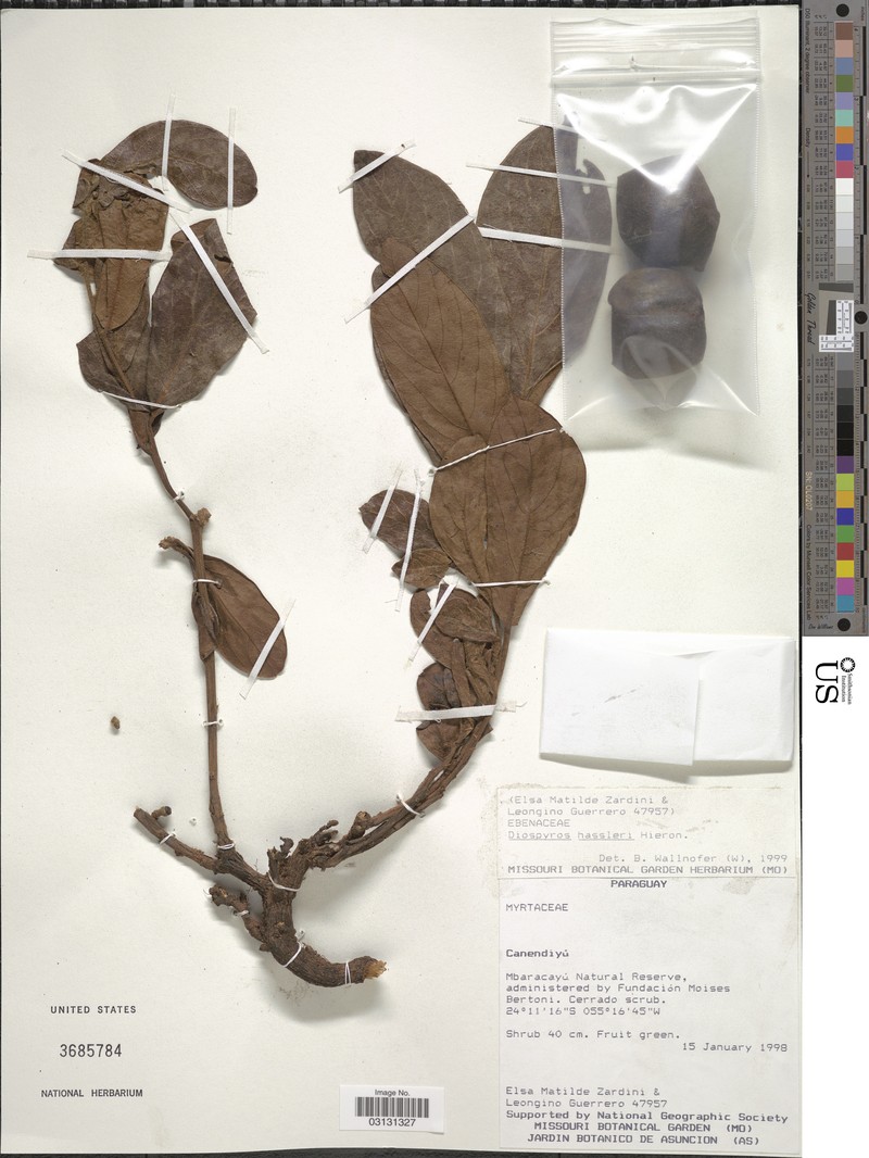 Diospyros hassleri