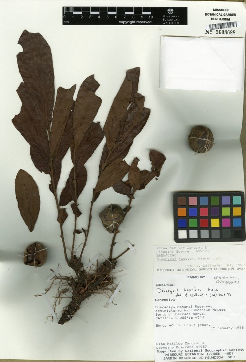 Diospyros hassleri photo 2