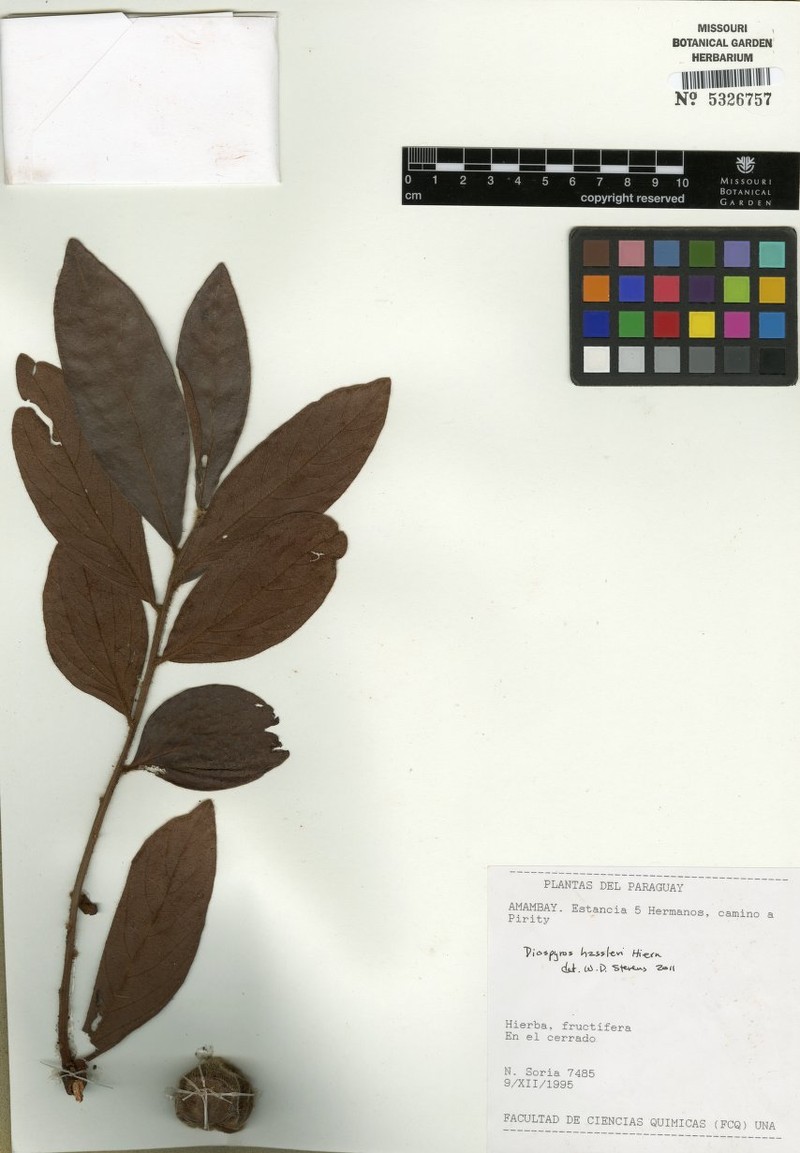 Diospyros hassleri photo 3