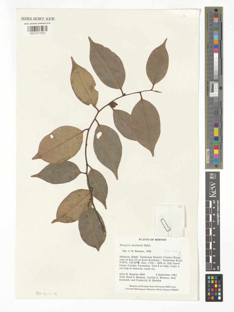 Diospyros havilandii