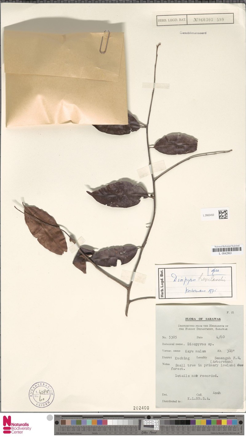 Diospyros havilandii photo 2