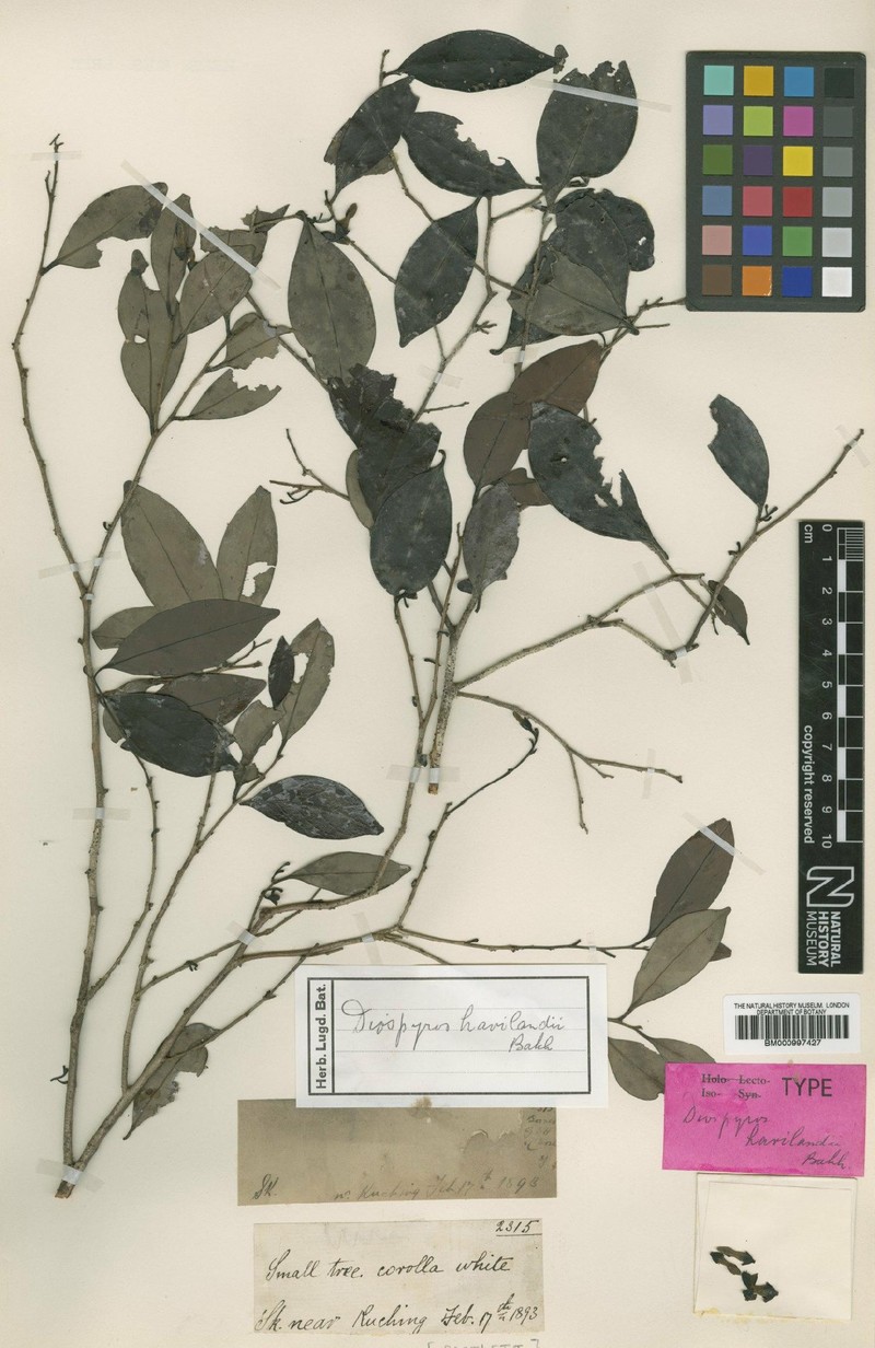 Diospyros havilandii photo 3