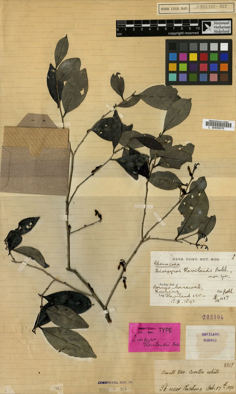 Diospyros havilandii photo 4