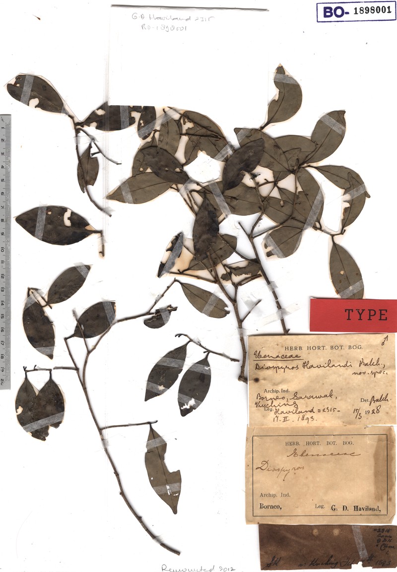 Diospyros havilandii photo 5