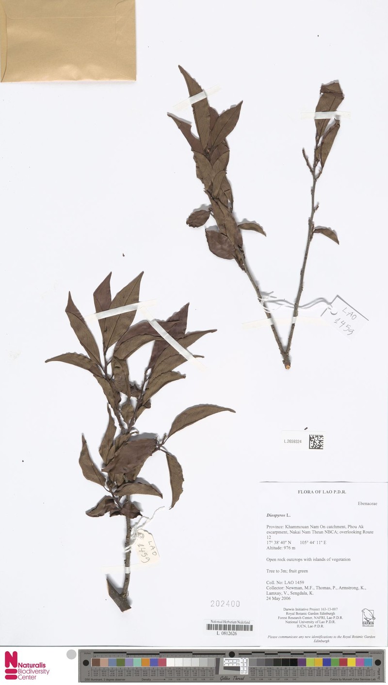 Diospyros hayatae