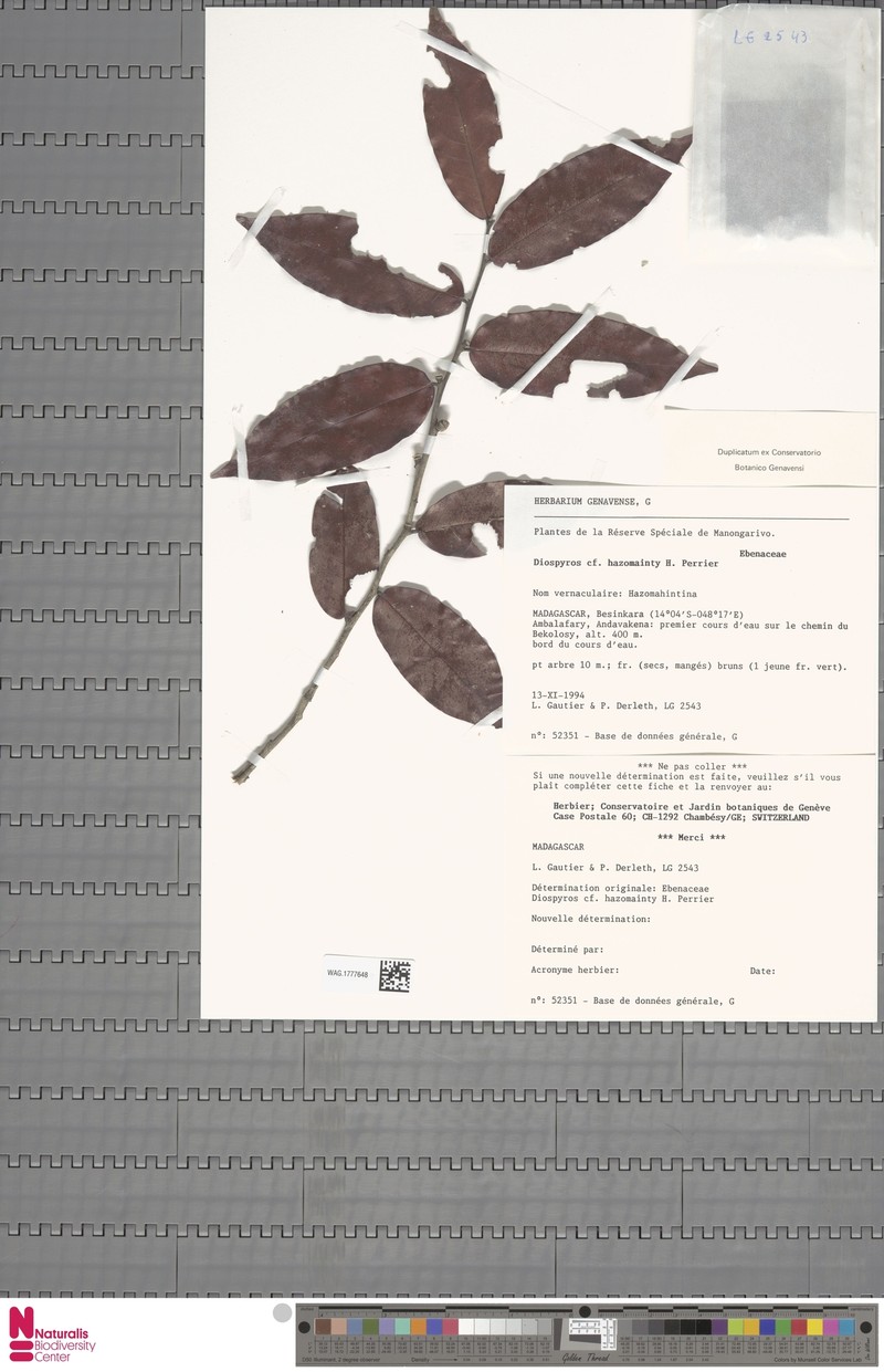 Diospyros hazomainty