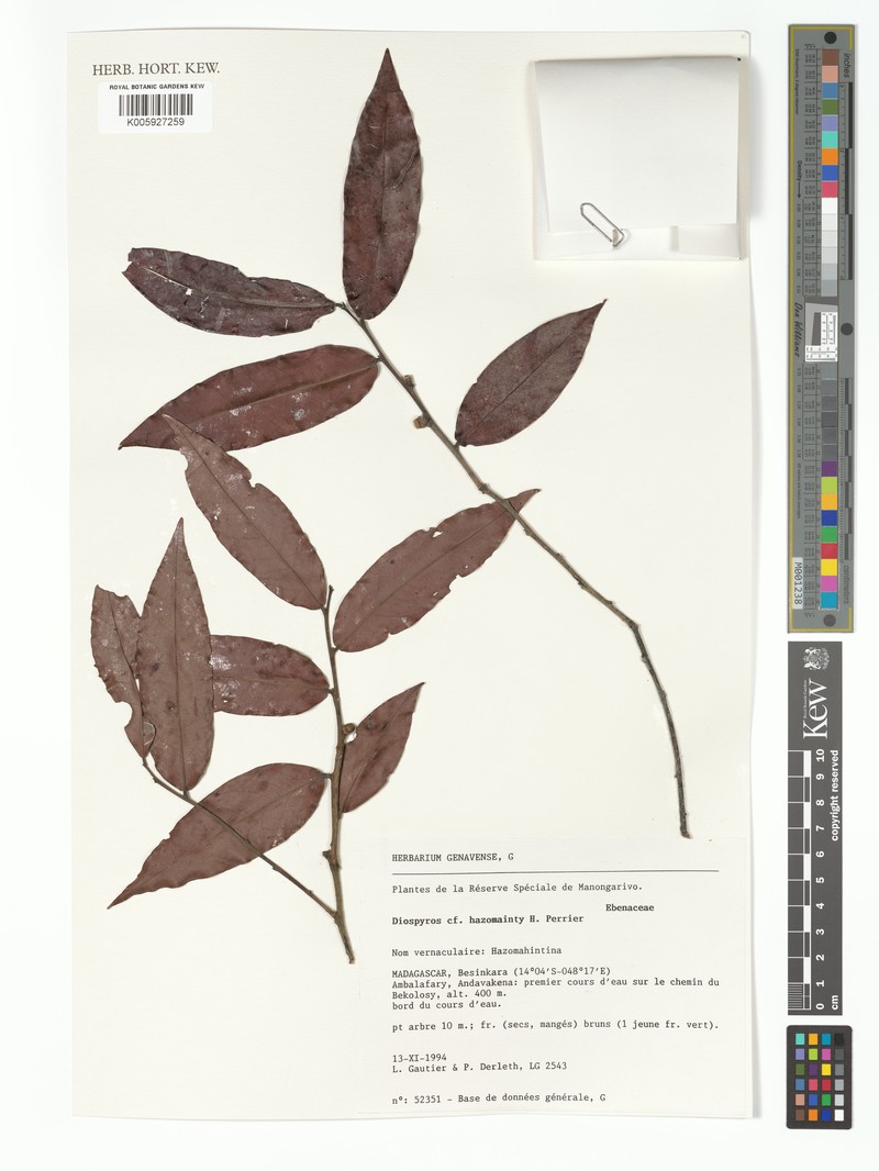 Diospyros hazomainty photo 2