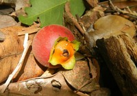 Diospyros hebecarpa